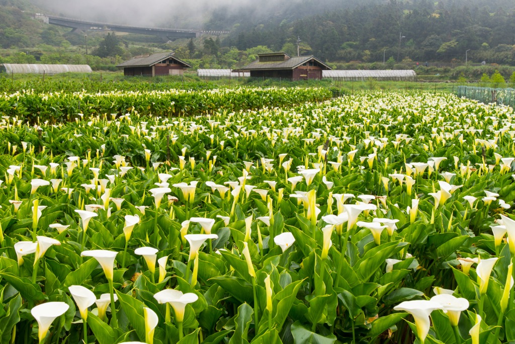 Yangmingshan Natural and Cultural Special Landscape Area, Taiwan