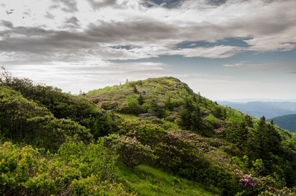 Yellow Mountain State Natural Area, North Carolina