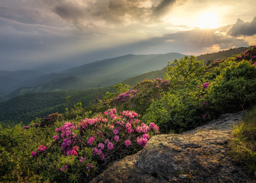 Yellow Mountain State Natural Area, North Carolina