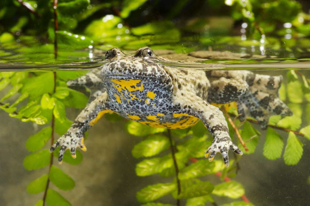 Yellow-bellied toad, Parco Naturale Regionale dei Monti Simbruini, Italy