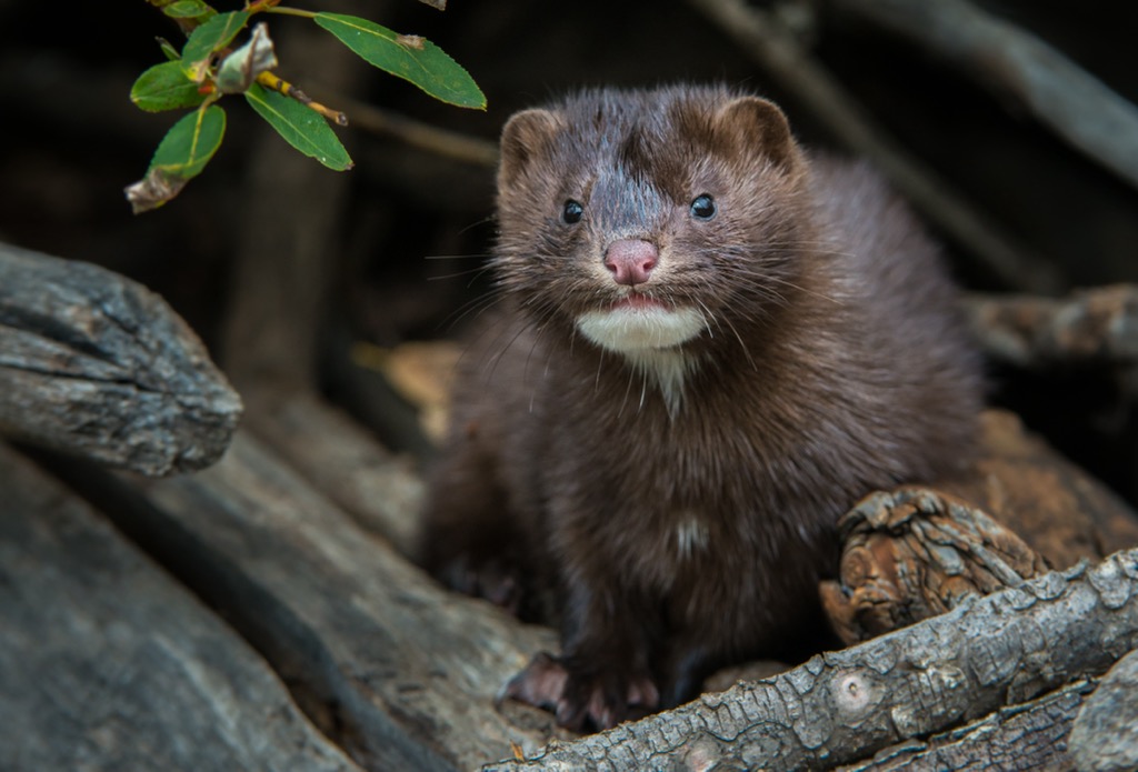Mink in Hinton, Yellowhead County, Alberta