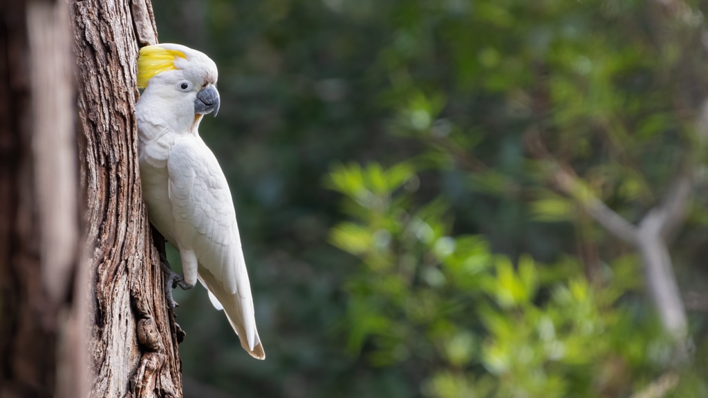 Yengo National Park, Australia