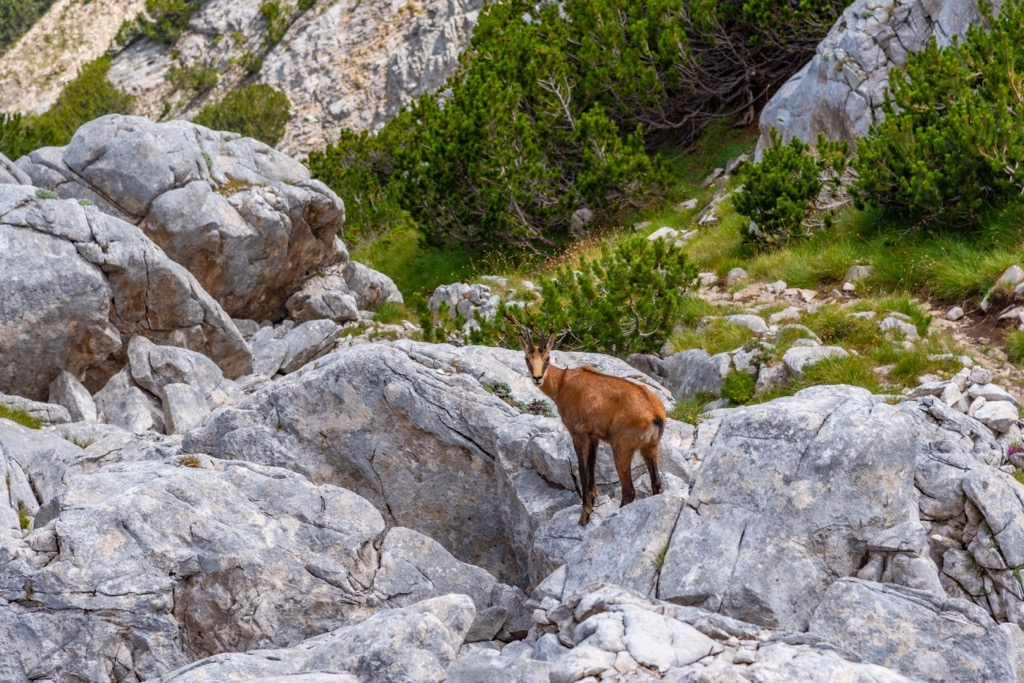 A chamois in Pirin National Park. Yulen Reserve