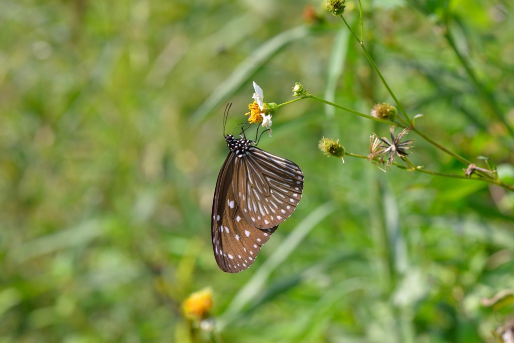 purple-spotted butterfly, Yunlin County, Taiwan