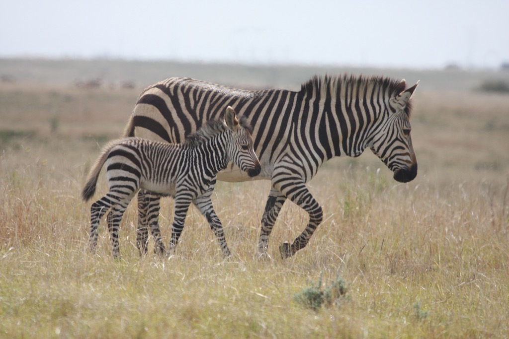 The Cape mountain zebra is smaller than the common Plains zebra, with narrower hooves and a white belly. Zebra National Park