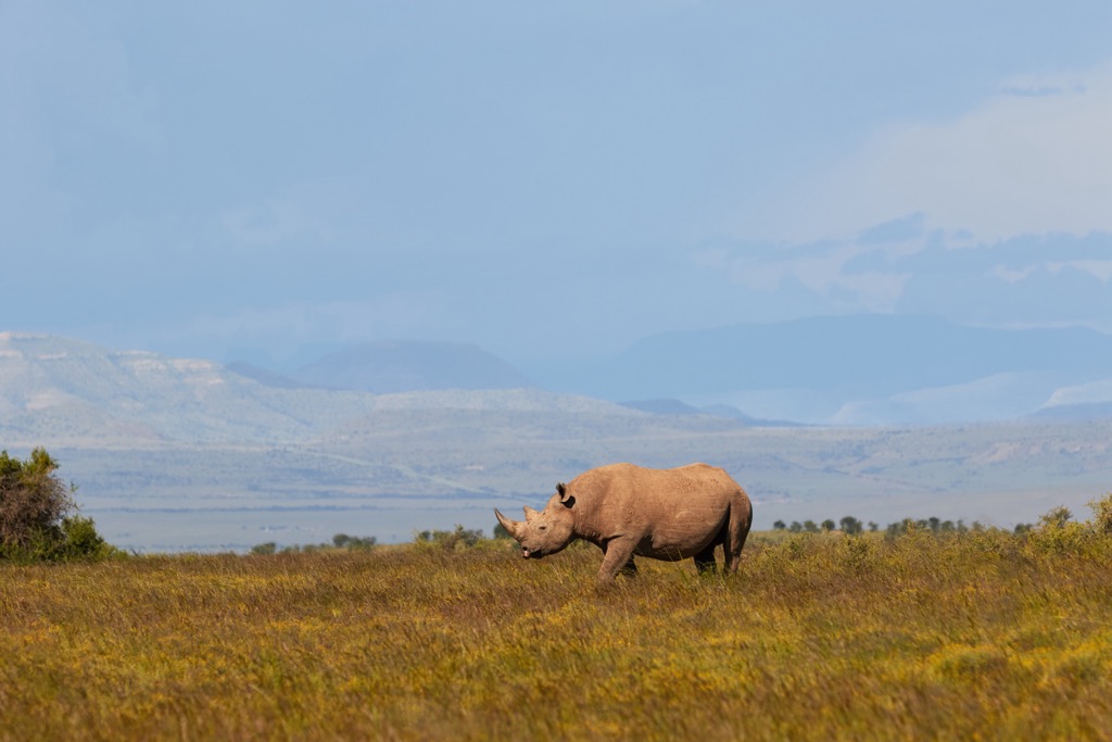 A Black rhino at Mountain Zebra National Park, with the Bankberg Mountains visible in the distance. Zebra National Park