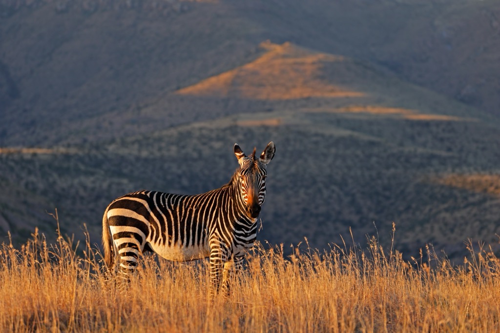 A Cape mountain zebra (Equus zebra zebra) in Mountain Zebra National Park. Zebra National Park