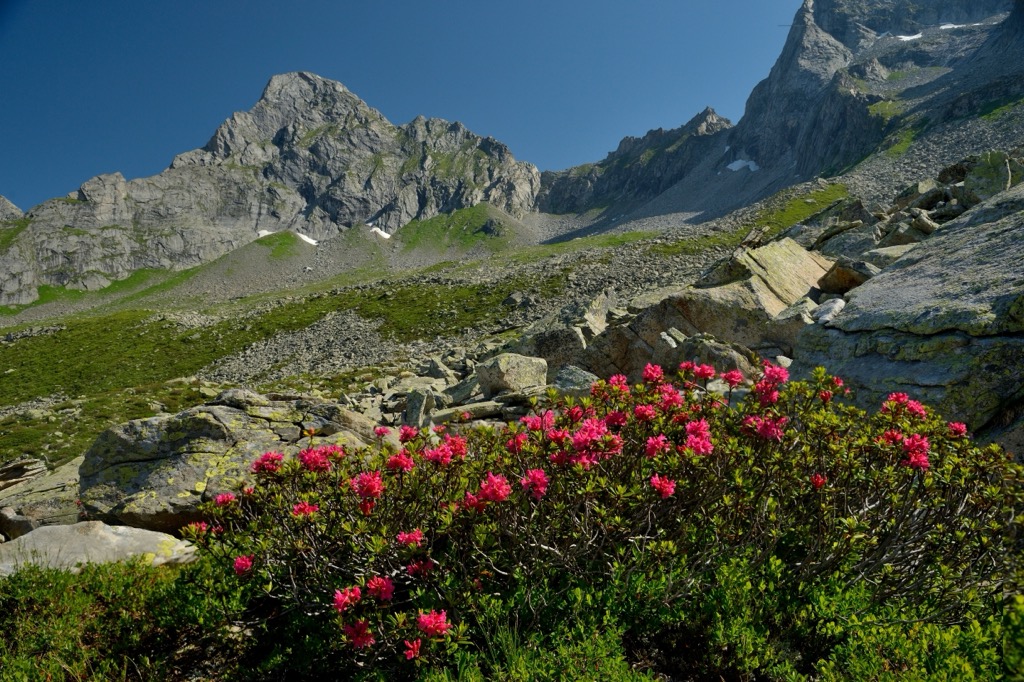 Alpine roses in bloom on the Berlin High Trail. Zillertal Alps