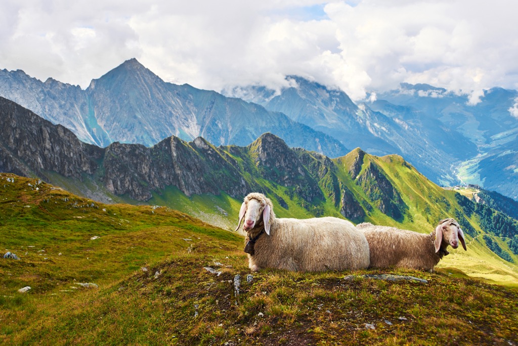 Sheep grazing high in the Zillertal Alps. Zillertal Alps