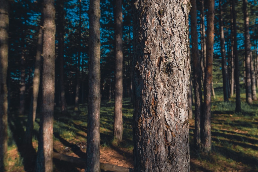 The Black Pine forests of Zlatibor Mountain. Zlatibor Nature Park