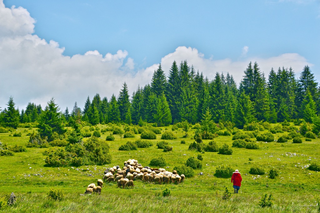 Grassy meadows interspersed with Black pine forests define Zlatibor Mountain; shepherding and local agriculture give the region a bucolic touch. Zlatibor Nature Park