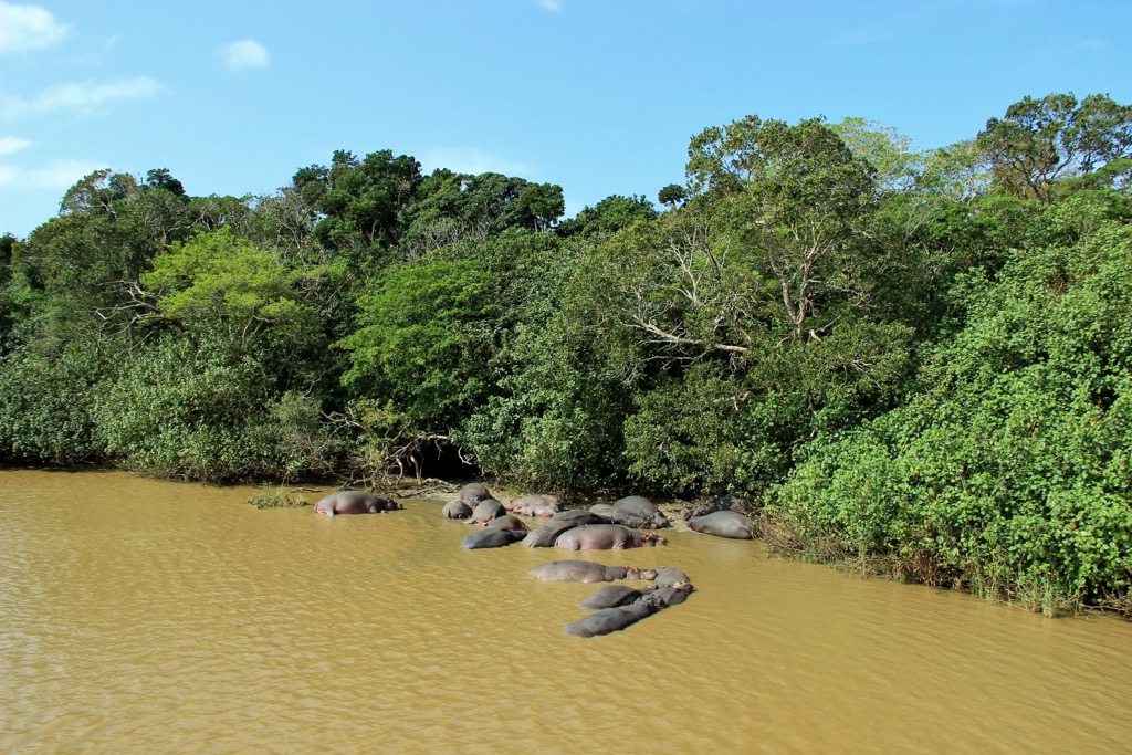 Hippos in UNESCO World Heritage Site iSimangaliso Wetland Park. Zululand District Municipality