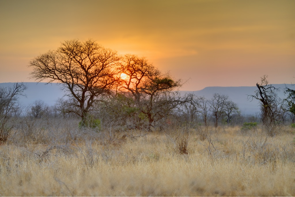 Sunset in the Sand Thorn Forest of Zululand. Zululand District Municipality