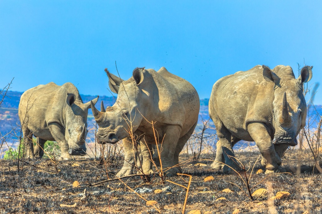 Rhinos in Hluhluwe-iMfolozi Park. Zululand District Municipality