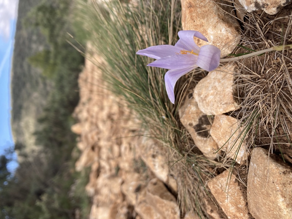 Photo №1 of Alt del Canyo