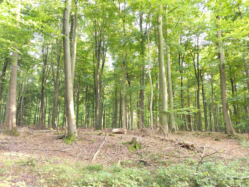 Photo №2 of Am Turm