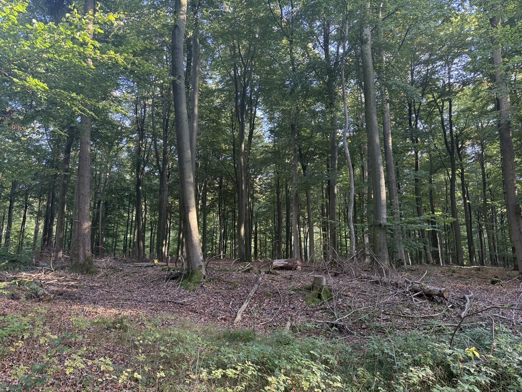 Photo №3 of Am Turm