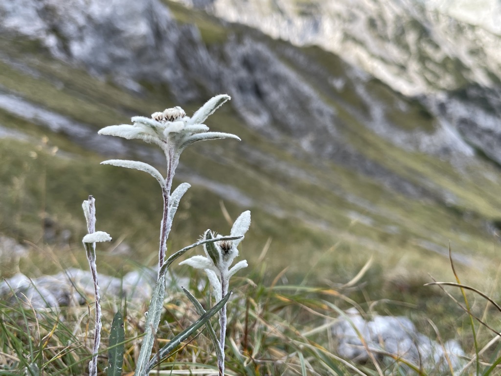 Photo №2 of Bärenlahnersattel