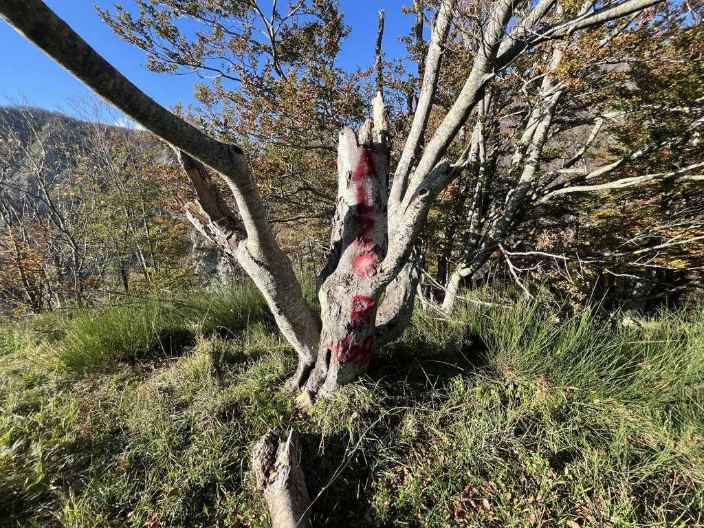 Photo №1 of Balzo Rosso