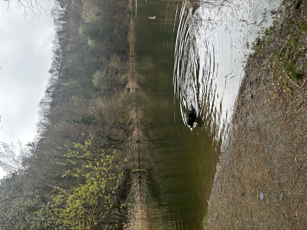 Photo №2 of Basaltsee - Forster Basaltsteinbruch