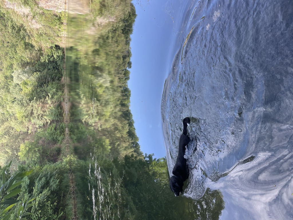 Photo №3 of Basaltsee - Forster Basaltsteinbruch