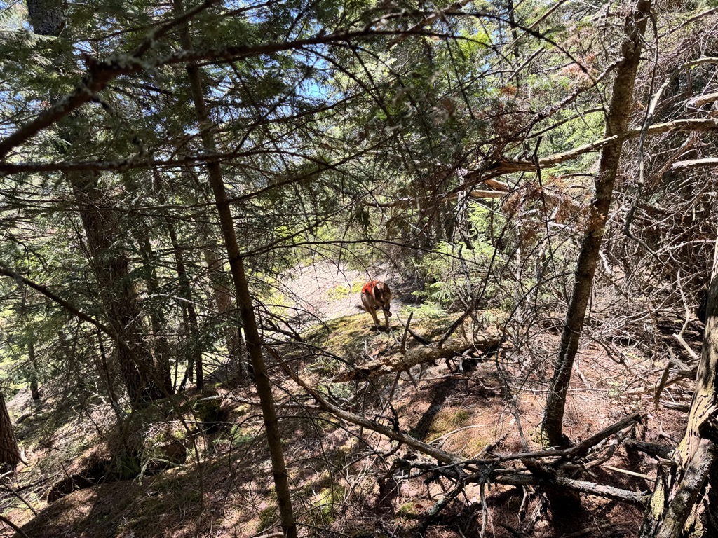 Photo №4 of Bear Mountain