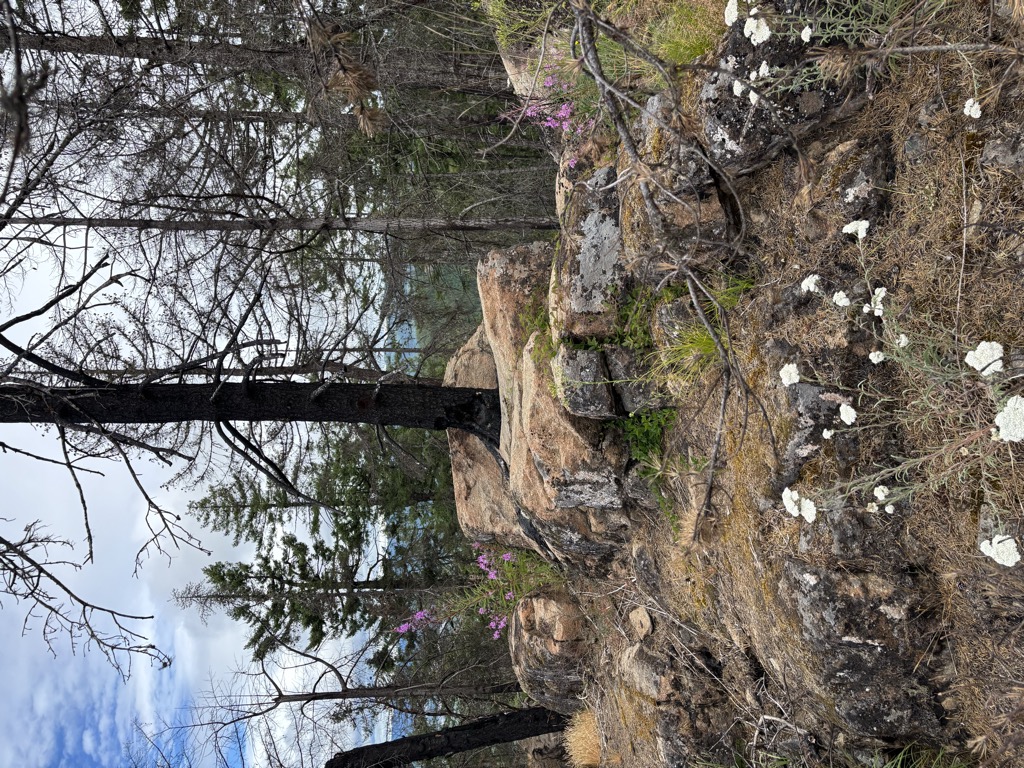 Photo №1 of Black Bear Mountain