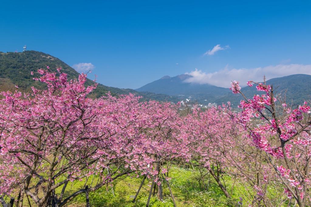 blossom season at Yangmingshan National Park, Taiwan