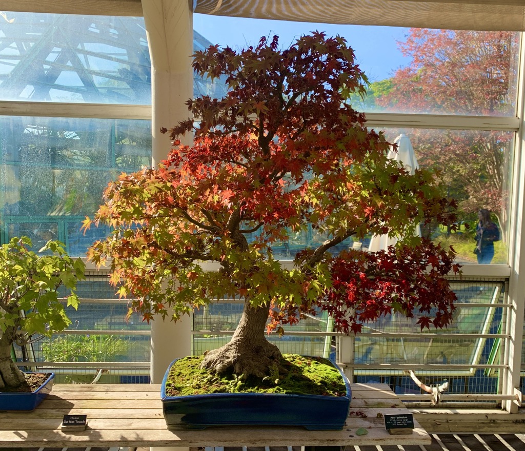 Even bonsai trees change color!