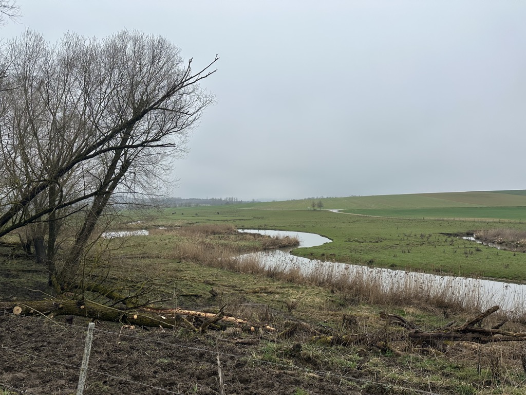 Photo №2 of Brauner Schwab