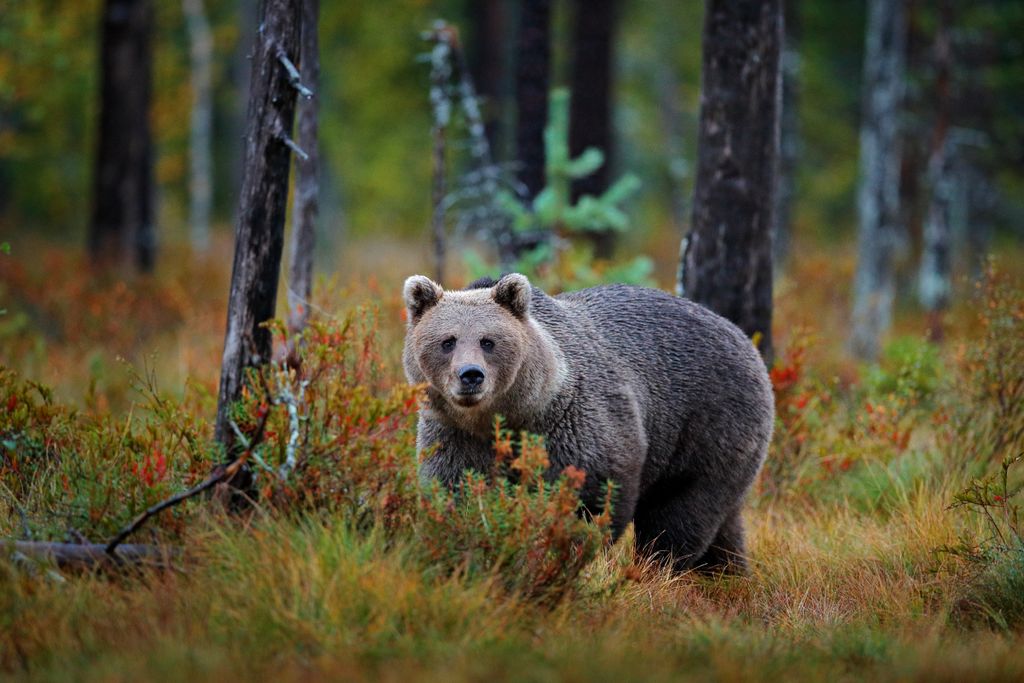 brown bear captured amongst the fall colors in a Romanian forest