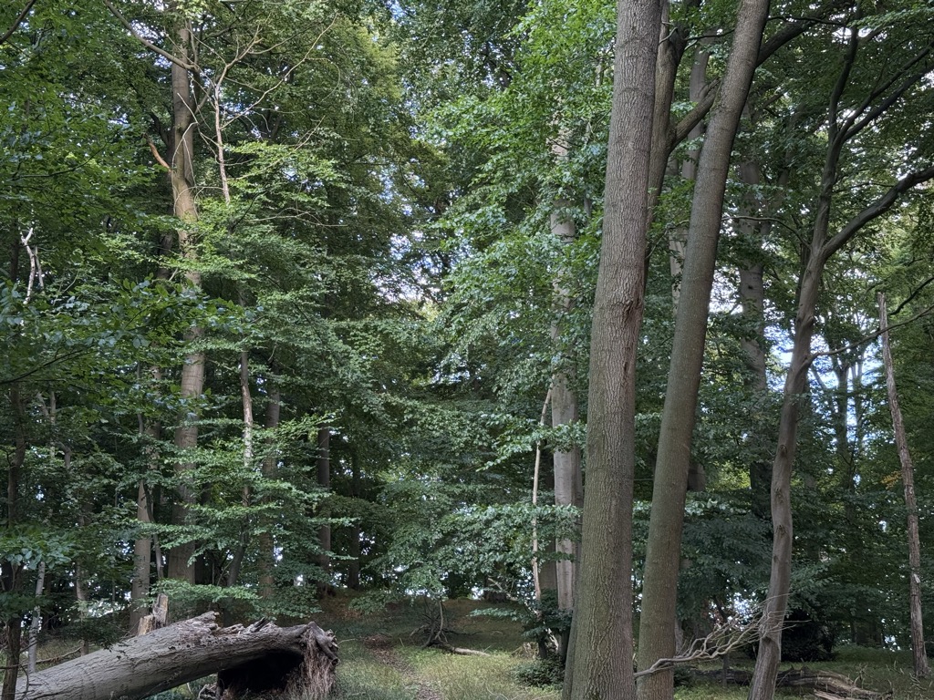 Photo №2 of Buchenberg