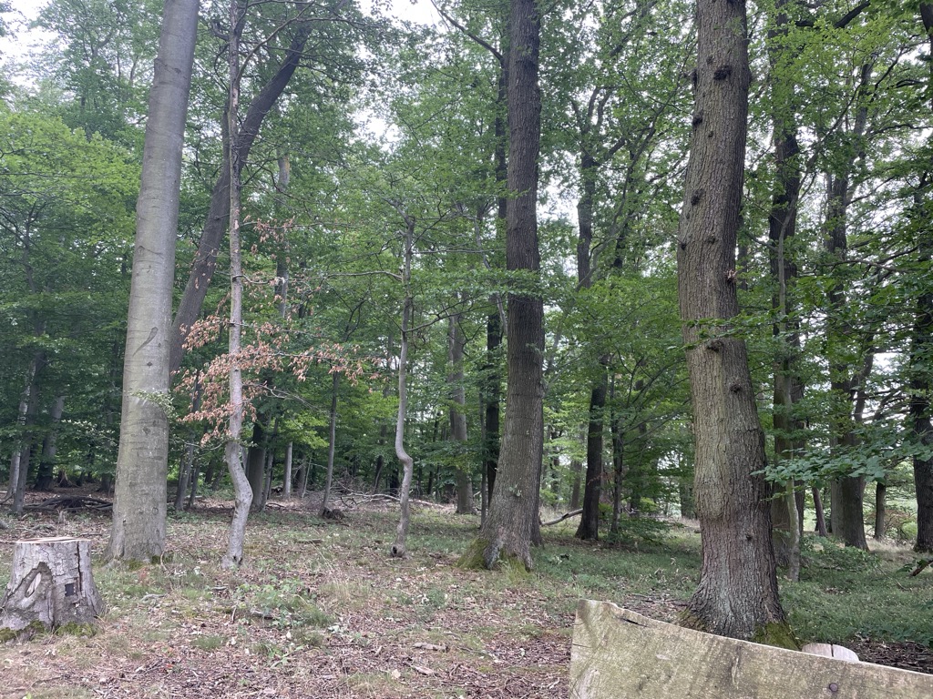 Bornhofer Berg