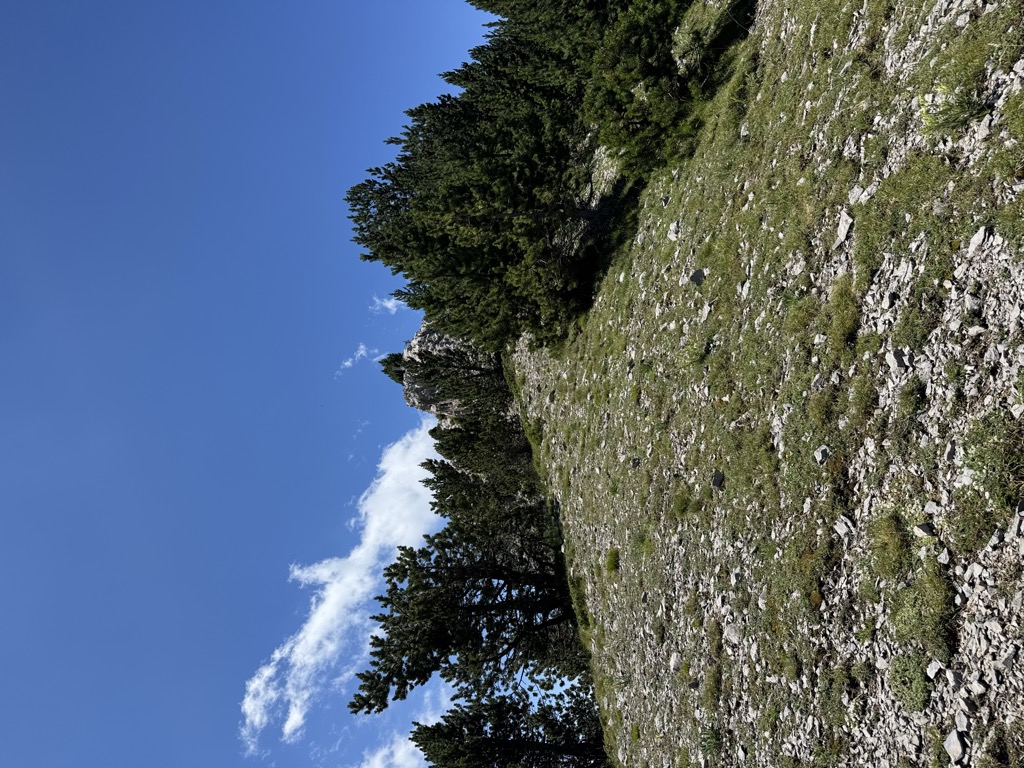Collet de les Vaques
