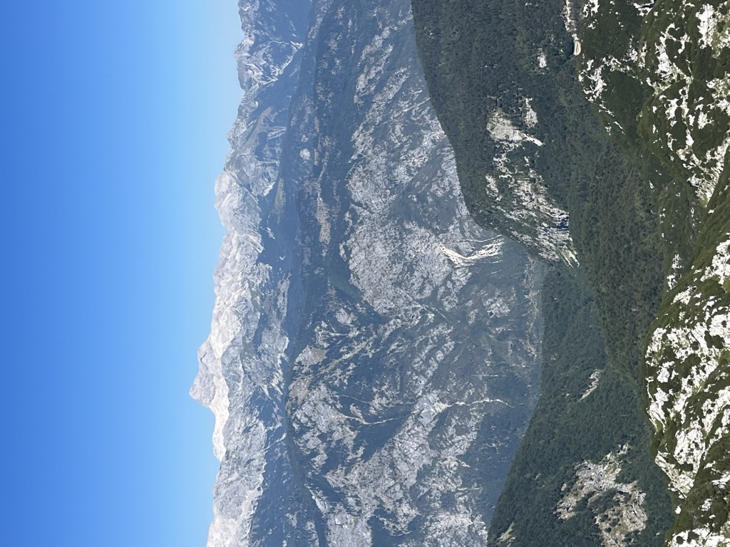 Vogel