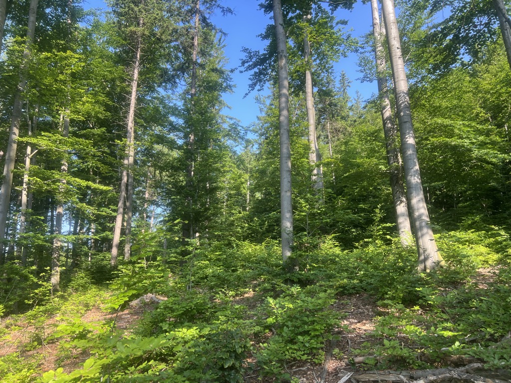 Niedźwiedź