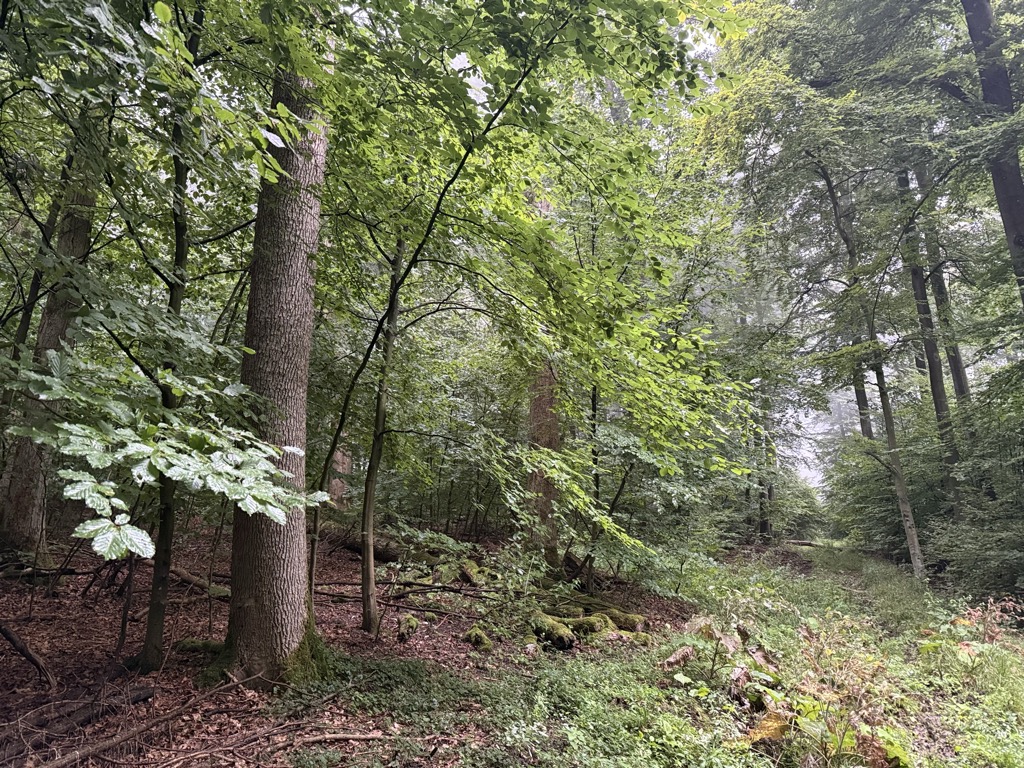 Schierenberg