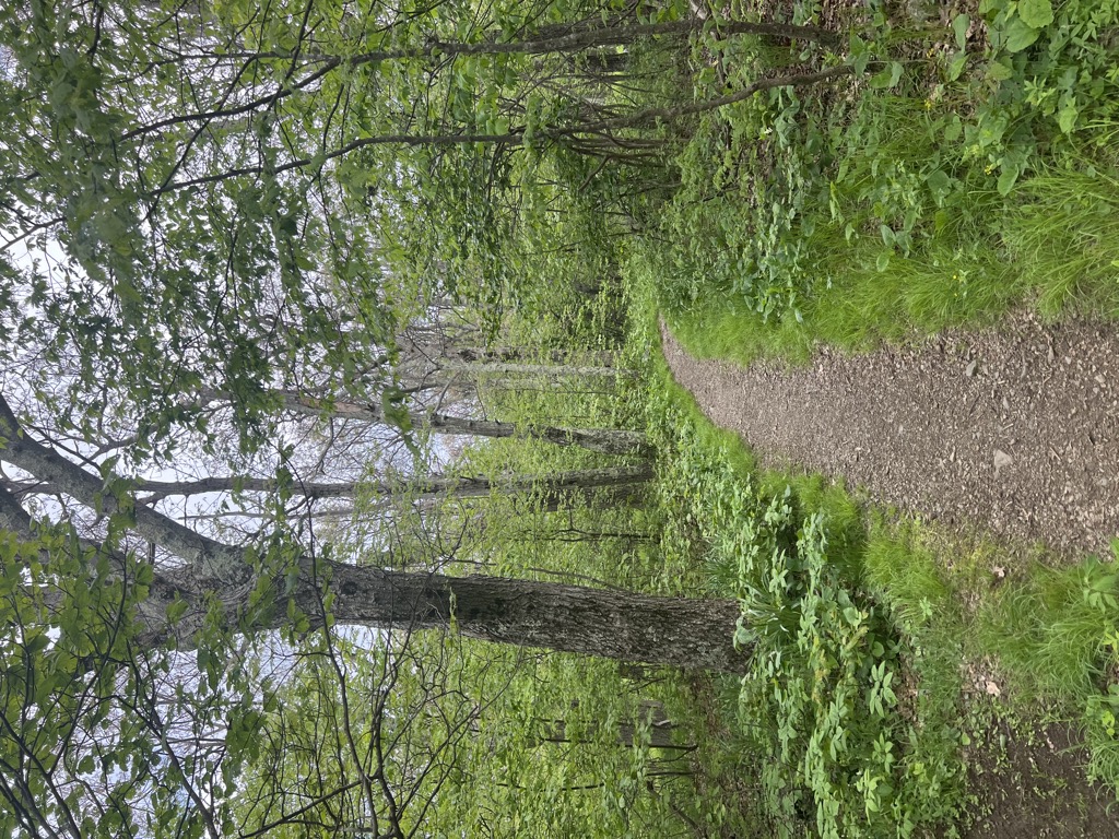 Sugarloaf