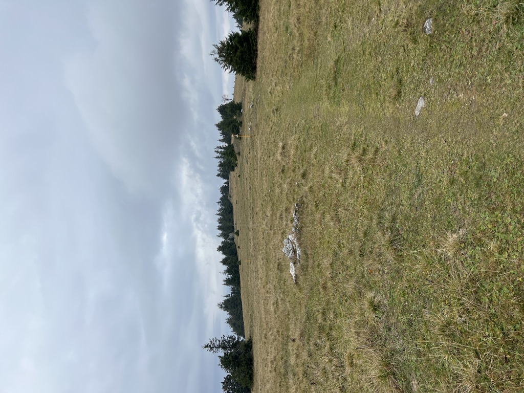 Koniarky