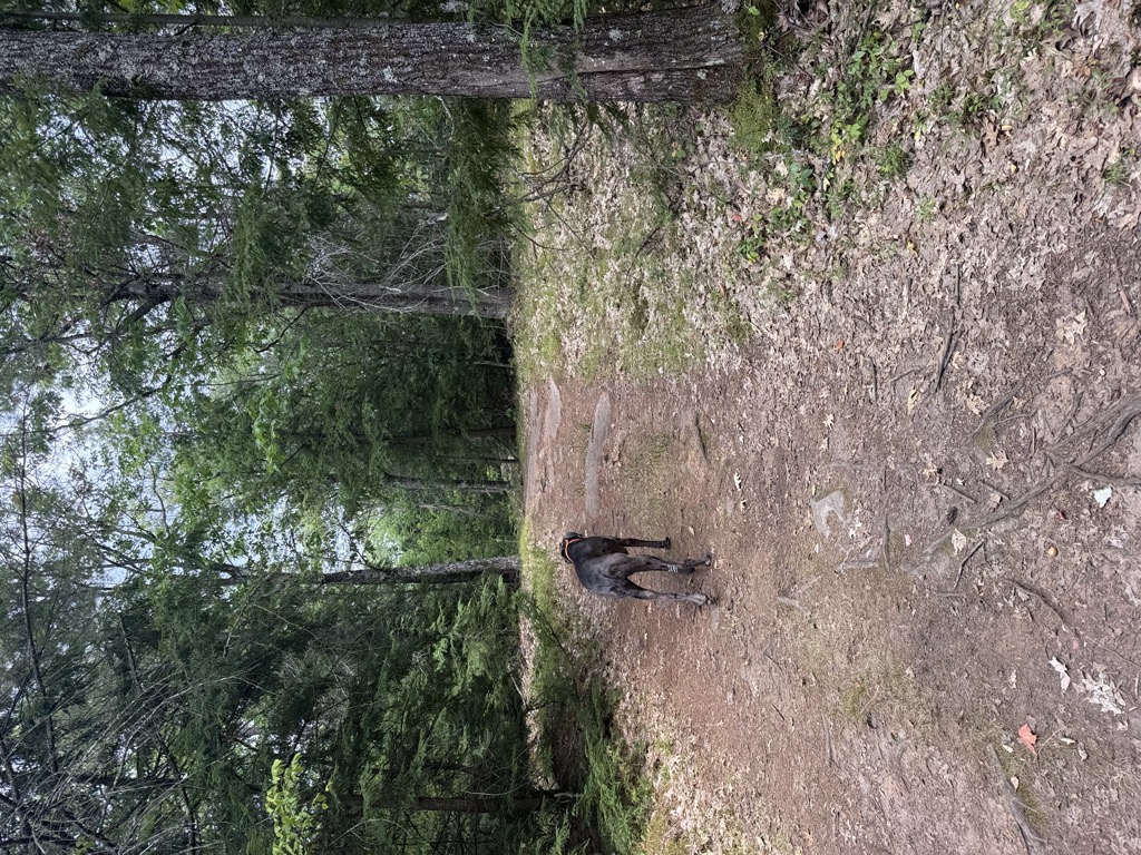 Fox Hill