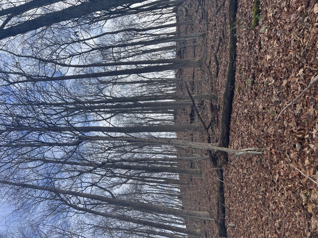 Bald Knob