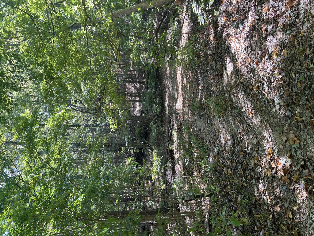 Cherry Log Gap