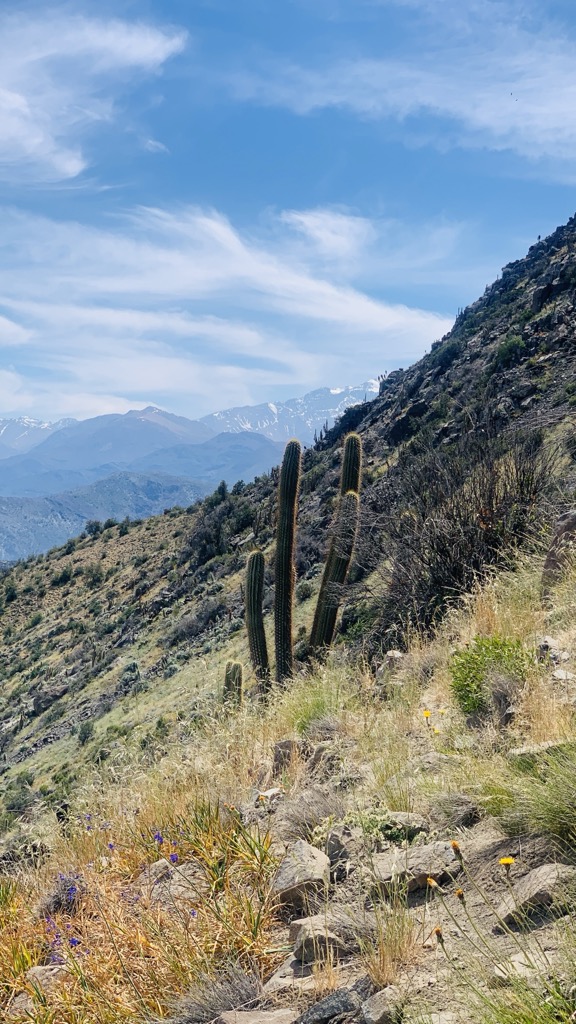 Cerro Alto de las Vizcachas