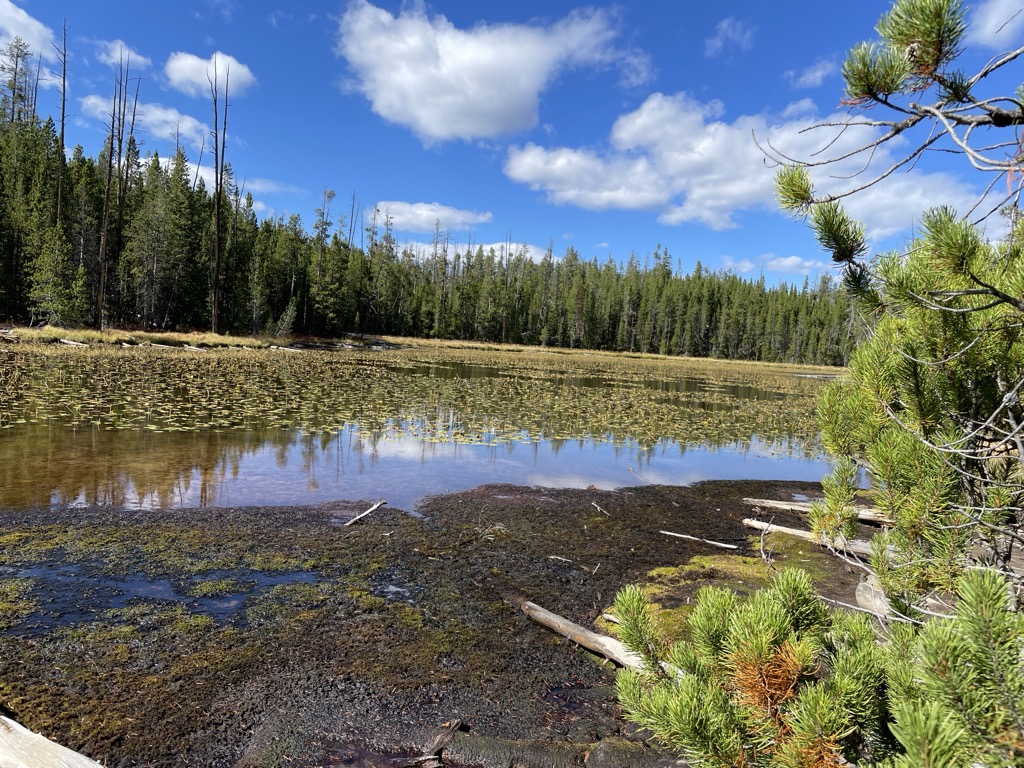 Lily Pad Lake