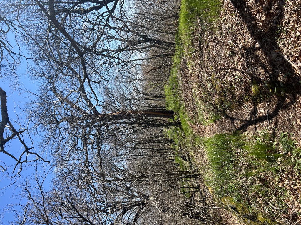 Horse Cove Ridge