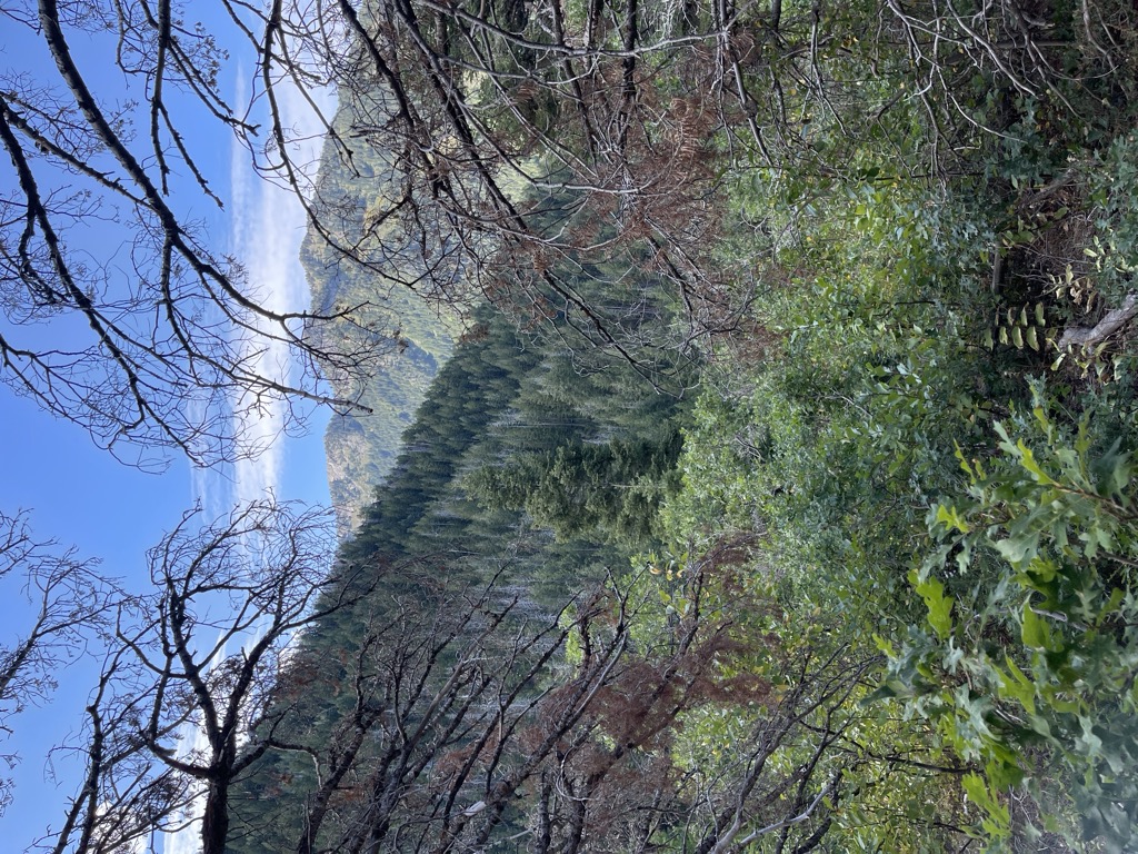 White Fir Pass