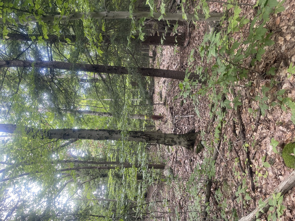 Grant Mountain
