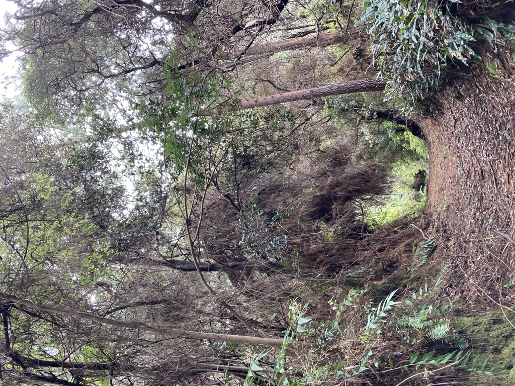 Cerro Cabeza de Vaca