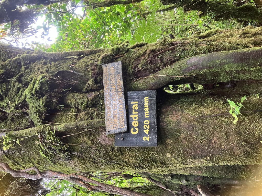 Cerro Cedral