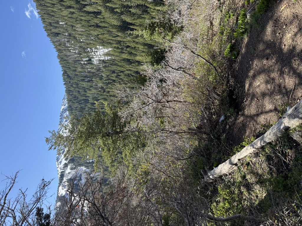 White Fir Pass